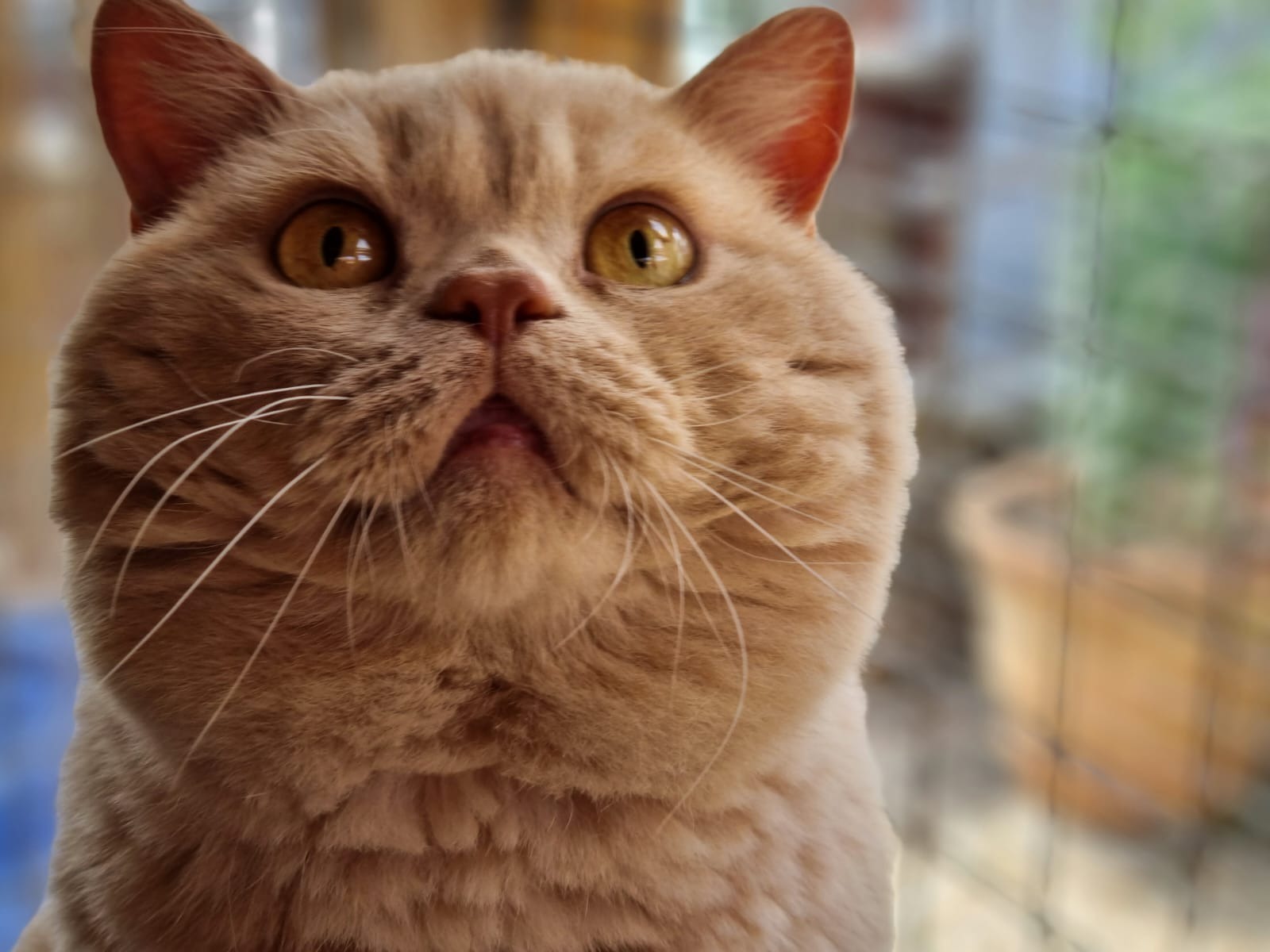 A cat from the gallery