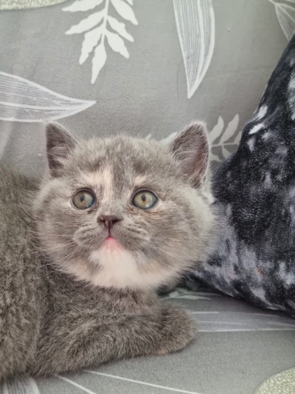A Cat