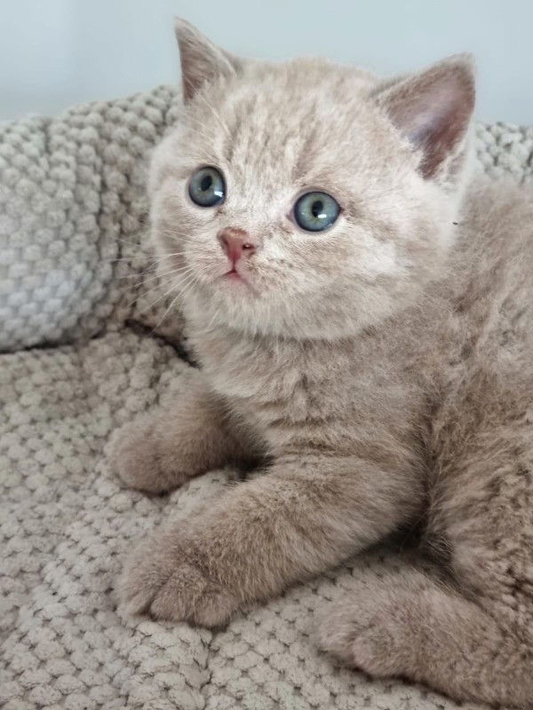 A Cat
