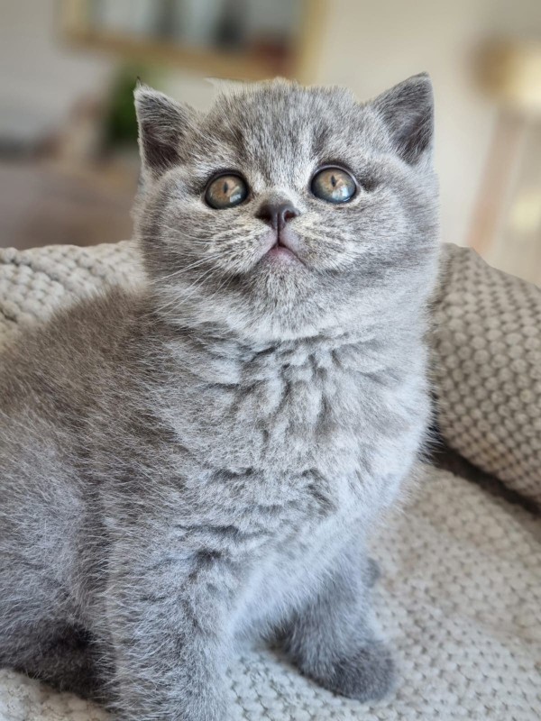A Cat