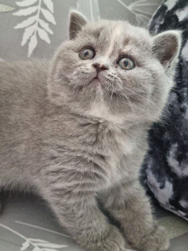 A Cat