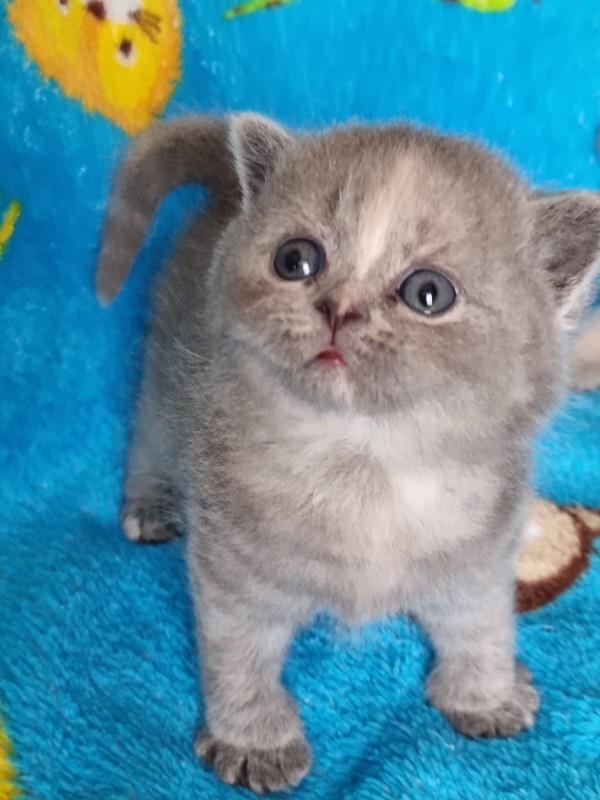 A Cat